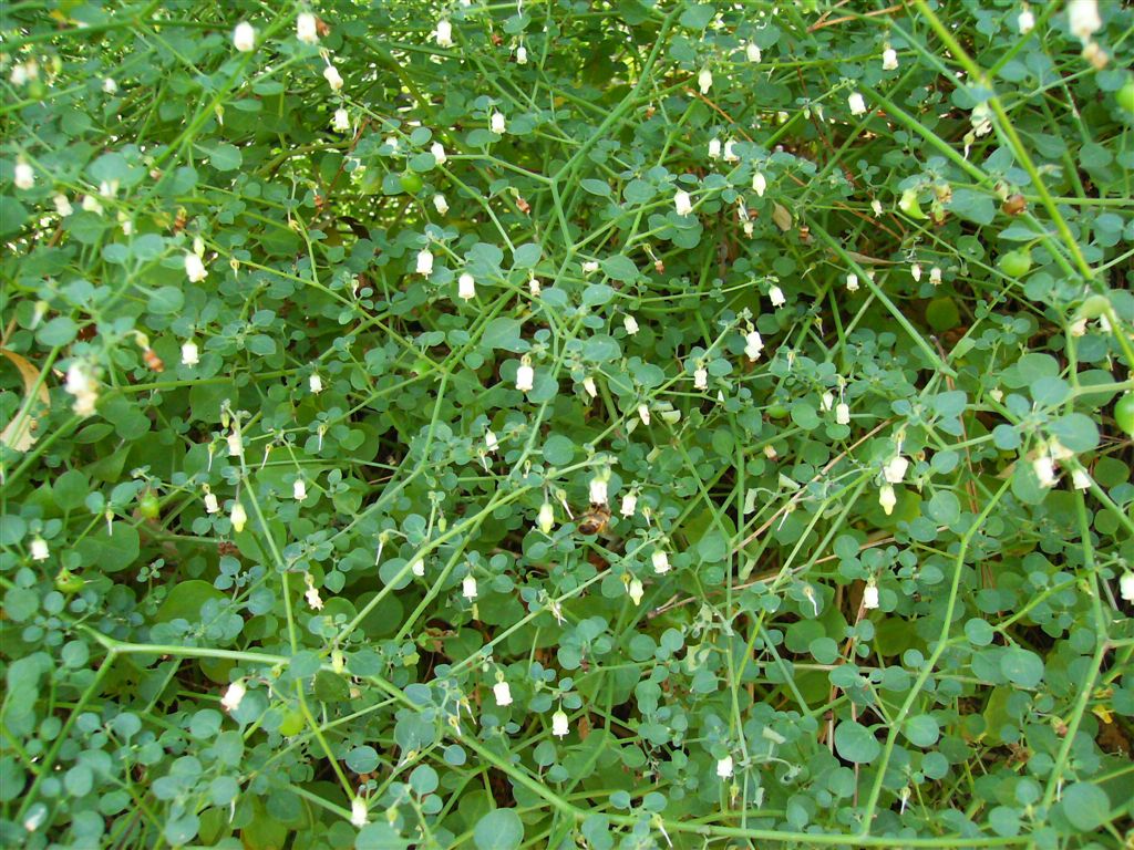 Salpichroa origanifolia / Salpicroa